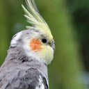 Grey Parrot  screen for extension Chrome web store in OffiDocs Chromium