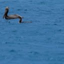 Grey Pelican  screen for extension Chrome web store in OffiDocs Chromium