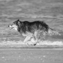 GREY WOLF Theme  screen for extension Chrome web store in OffiDocs Chromium