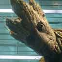 Groot  screen for extension Chrome web store in OffiDocs Chromium