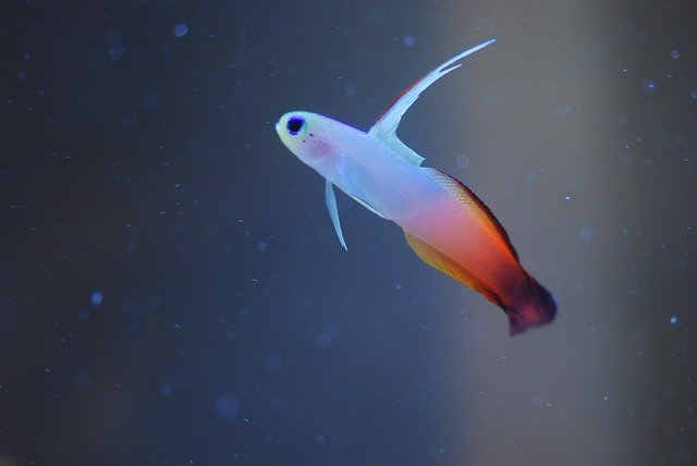 Free download grouper a type of goby goby why free picture to be edited with GIMP free online image editor