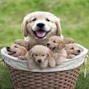 Group of dogs in a rattan basket wallpaper  screen for extension Chrome web store in OffiDocs Chromium