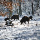 group of wild boars foraging in the snow  screen for extension Chrome web store in OffiDocs Chromium