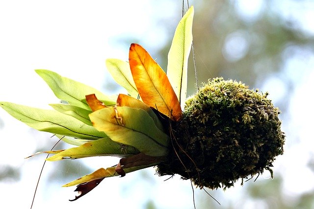Free download growth leaves moss nature plant free picture to be edited with GIMP free online image editor