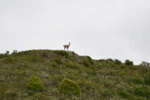 Free download Guanaco on Gable Island free photo or picture to be edited with GIMP online image editor