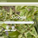 Guava Tree  screen for extension Chrome web store in OffiDocs Chromium