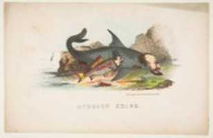 Free download Gudgeon and Shark, from The Comic Natural History of the Human Race free photo or picture to be edited with GIMP online image editor