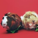 Guinea Pig Duo Theme  screen for extension Chrome web store in OffiDocs Chromium