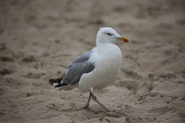 Descărcare gratuită gull goes sand beach creatură de mare imagine gratuită pentru a fi editată cu editorul de imagini online gratuit GIMP