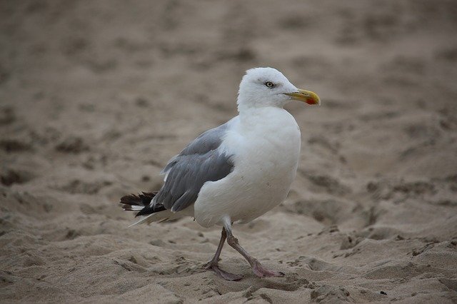 gull ດາວ​ໂຫຼດ​ຟຣີ​ໄປ​ຫາ​ດ​ຊາຍ​ສັດ​ທະ​ເລ​ຮູບ​ພາບ​ຟຣີ​ທີ່​ຈະ​ໄດ້​ຮັບ​ການ​ແກ້​ໄຂ​ທີ່​ມີ GIMP ບັນນາທິການ​ຮູບ​ພາບ​ອອນ​ໄລ​ນ​໌​ຟຣີ​