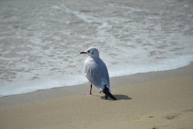 Free download gull seagull bird beach ocean sea free picture to be edited with GIMP free online image editor