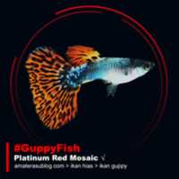 Free download Guppy Platinum Red Mosaic free photo or picture to be edited with GIMP online image editor