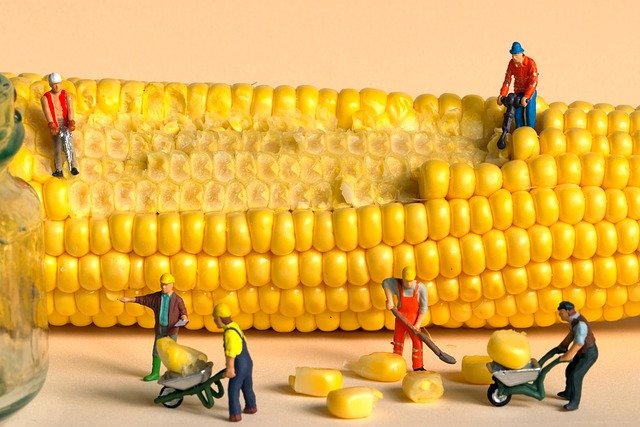 Free download h0 miniature figures corn free picture to be edited with GIMP free online image editor