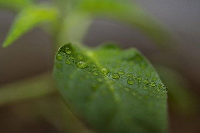 Descarga gratuita Habanero Pepper Leaf - foto o imagen gratuita para editar con el editor de imágenes en línea GIMP
