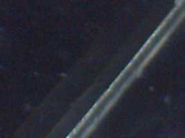 Free download Hair/Feather/more microscopic images free photo or picture to be edited with GIMP online image editor