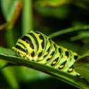Hairless Caterpillar  screen for extension Chrome web store in OffiDocs Chromium