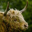 Hairy cows  screen for extension Chrome web store in OffiDocs Chromium