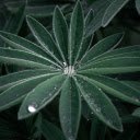 Hairy Leaves  screen for extension Chrome web store in OffiDocs Chromium