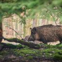 Hairy wild boar  screen for extension Chrome web store in OffiDocs Chromium