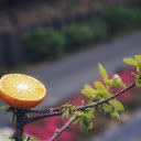 half an orange on the tree  screen for extension Chrome web store in OffiDocs Chromium
