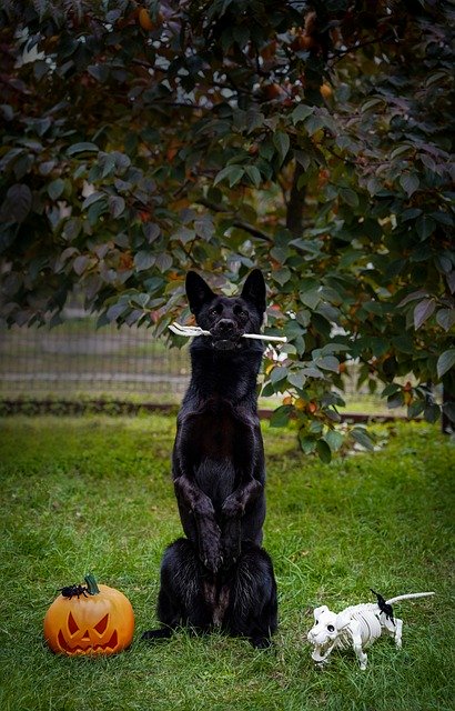 Free download halloween german shepherd backyard free picture to be edited with GIMP free online image editor