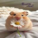 hamster holding flower wallpaper  screen for extension Chrome web store in OffiDocs Chromium