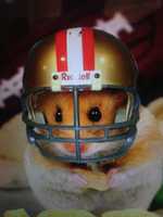 Free download hamster! free photo or picture to be edited with GIMP online image editor