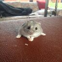hamster wallpaper  screen for extension Chrome web store in OffiDocs Chromium