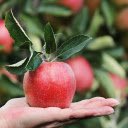 Hand and red apple  screen for extension Chrome web store in OffiDocs Chromium