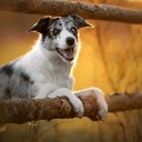 Happy Dog at Sunset  screen for extension Chrome web store in OffiDocs Chromium