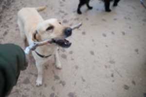 Free download Happy dog free photo or picture to be edited with GIMP online image editor