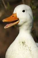 Free download happy-duck2 free photo or picture to be edited with GIMP online image editor