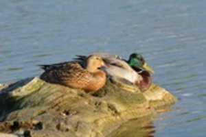 Free download Happy Evening Ducks free photo or picture to be edited with GIMP online image editor