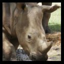 Happy Little Rhinos  screen for extension Chrome web store in OffiDocs Chromium