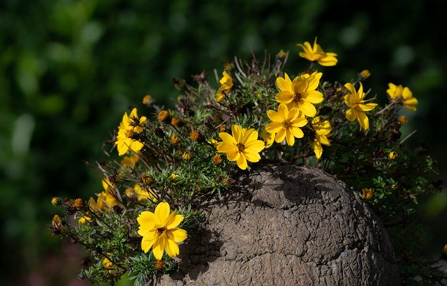 GIMPで編集できる幸せな母の日の花の黄色の無料画像を無料でダウンロード無料のオンライン画像エディター