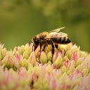 Hardworking Bee  screen for extension Chrome web store in OffiDocs Chromium