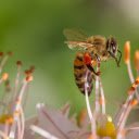 Hardworking bee  screen for extension Chrome web store in OffiDocs Chromium