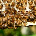 Hardworking worker bees  screen for extension Chrome web store in OffiDocs Chromium
