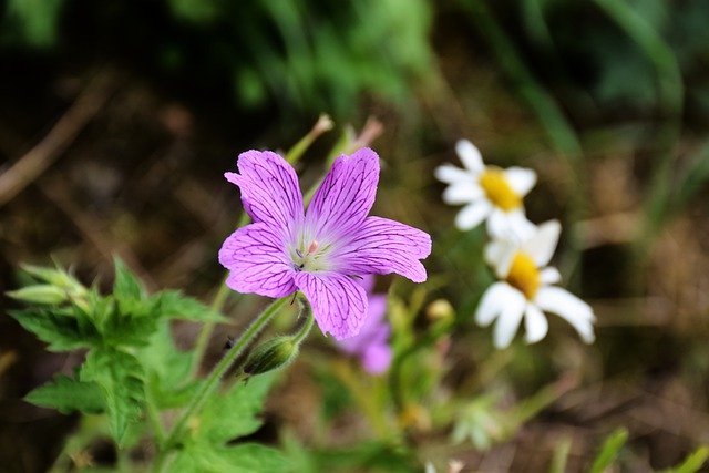 Descargue gratis la imagen gratuita de hardy geranium cranesbill perennes para editar con el editor de imágenes en línea gratuito GIMP