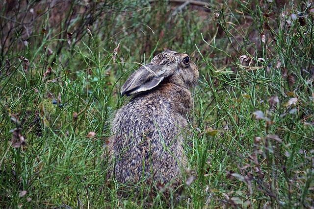 GIMPで編集できる野ウサギ動物の森の草原の自然の無料画像を無料でダウンロード無料のオンライン画像エディター