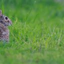 Hare Eating Grass  screen for extension Chrome web store in OffiDocs Chromium