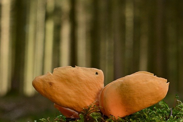 Descărcare gratuită poză gratuită cu ciuperca ureche de iepure de pădure pentru a fi editată cu editorul de imagini online gratuit GIMP
