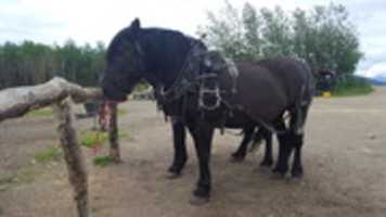 Free download Harness Horse Gear free photo or picture to be edited with GIMP online image editor