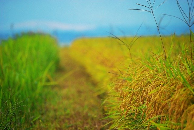 Bezpłatne pobieranie żniwa ch ziarna ryżu jesień darmowe zdjęcie do edycji za pomocą bezpłatnego internetowego edytora obrazów GIMP
