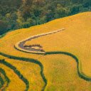 Harvesting rice on the hills  screen for extension Chrome web store in OffiDocs Chromium