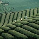 Harvesting tea  screen for extension Chrome web store in OffiDocs Chromium