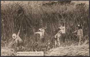 Scarica gratuitamente la foto o l'immagine gratuita di Harvesting Wheat in Iowa da modificare con l'editor di immagini online GIMP