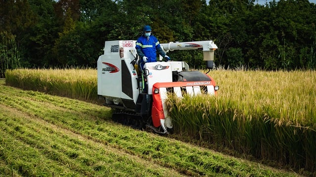 Kostenloser Download Ernte Weizen Landwirtschaft Bauernhof kostenloses Bild zur Bearbeitung mit dem kostenlosen Online-Bildeditor GIMP