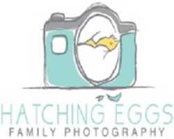 Free download Hatching Eggs Photography free photo or picture to be edited with GIMP online image editor