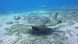 Free download Hawksbill Sea Turtle free video to be edited with OpenShot online video editor